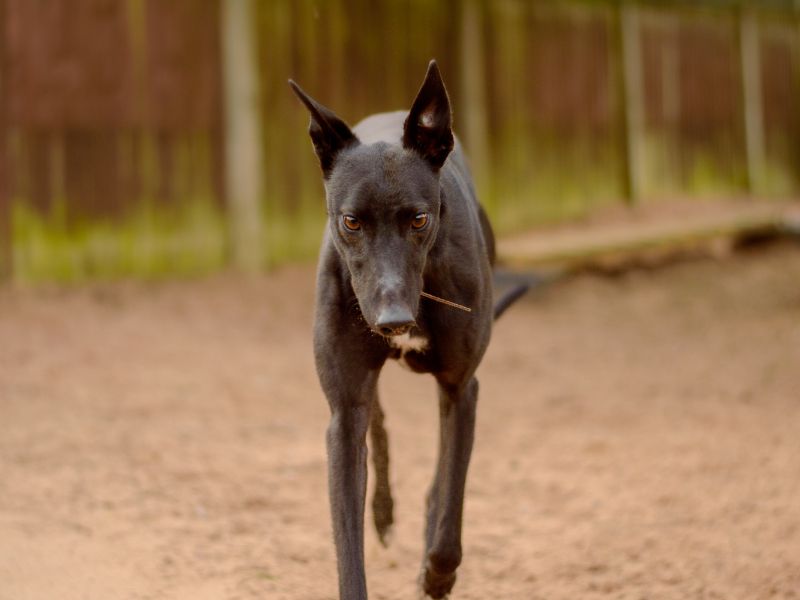 Greyhound for adoption in Kenilworth, Warks – 3 years old - Image 4 of 5