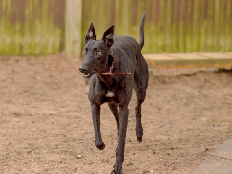 Greyhound for adoption in Kenilworth, Warks – 3 years old - Image 2 of 5