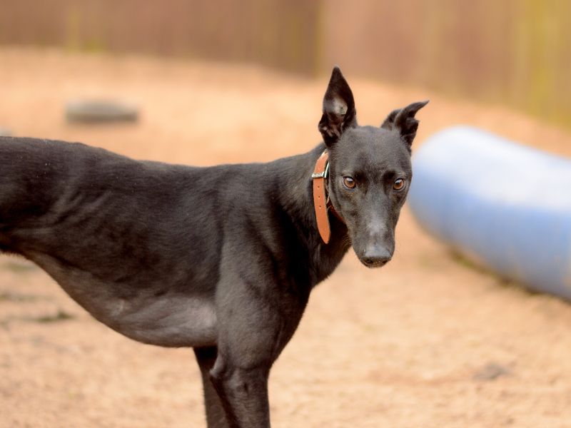 Greyhound for adoption in Kenilworth, Warks – 3 years old - Image 3 of 5