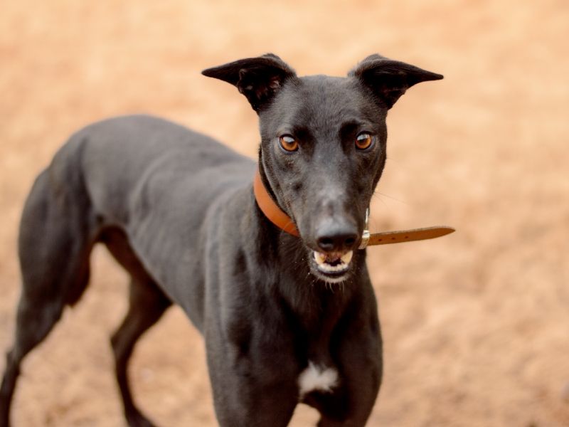 Greyhound for adoption in Kenilworth, Warks – 3 years old - Image 5 of 5