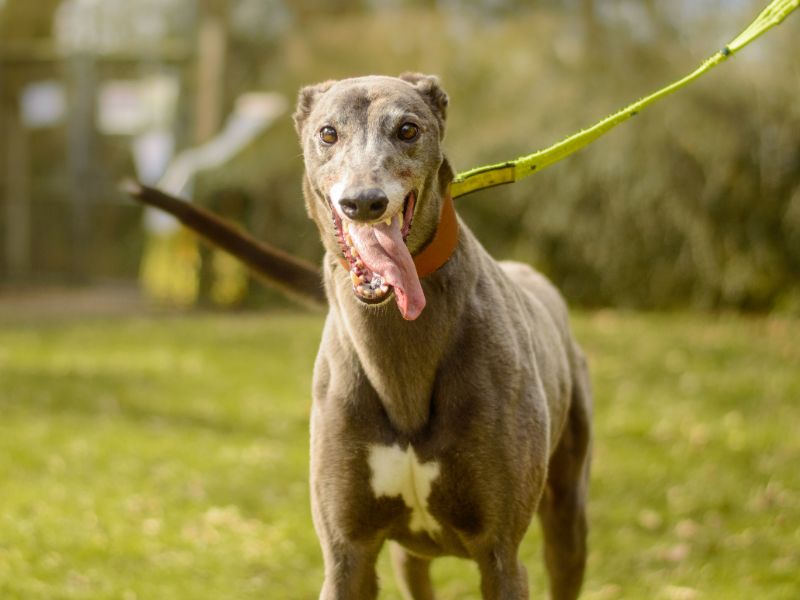 Greyhound for adoption in Kenilworth, Warks – 5 years old - Image 3 of 4