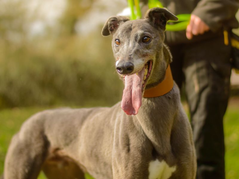 Greyhound for adoption in Kenilworth, Warks – 5 years old
