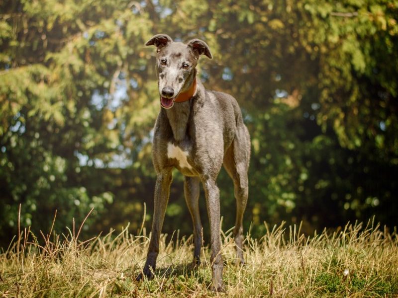 Perseus | Greyhound | Kenilworth (West Midlands) - 1