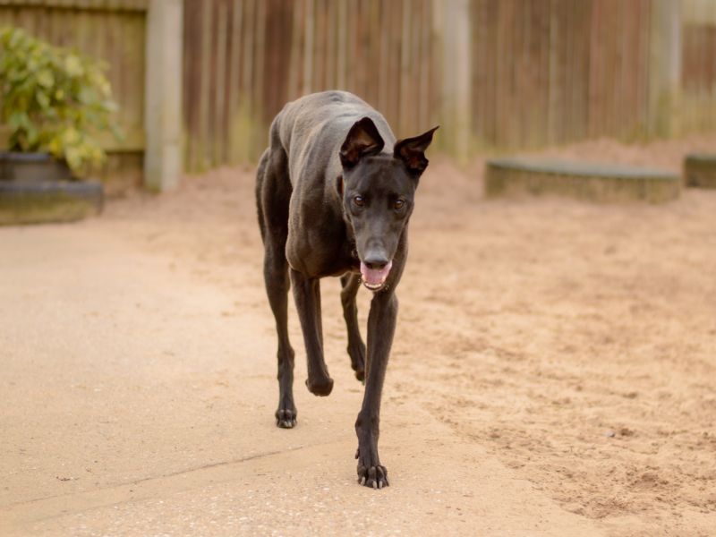 Greyhound for adoption in Kenilworth, Warks – 4 years old - Image 4 of 4