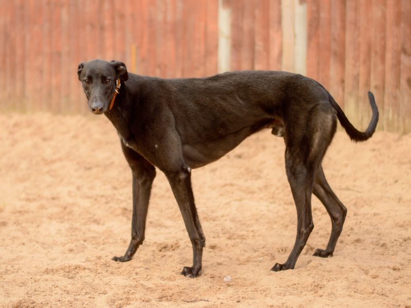 Greyhound for adoption in Kenilworth, Warks – 4 years old - Image 1 of 4