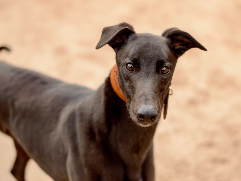 Greyhound for adoption in Kenilworth, Warks – 4 years old - Image 2 of 4