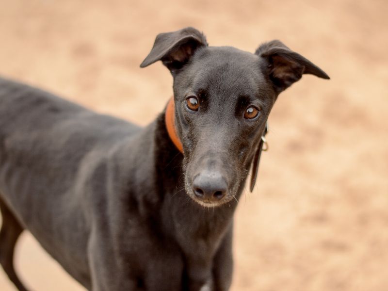 Greyhound for adoption in Kenilworth, Warks – 4 years old - Image 3 of 4