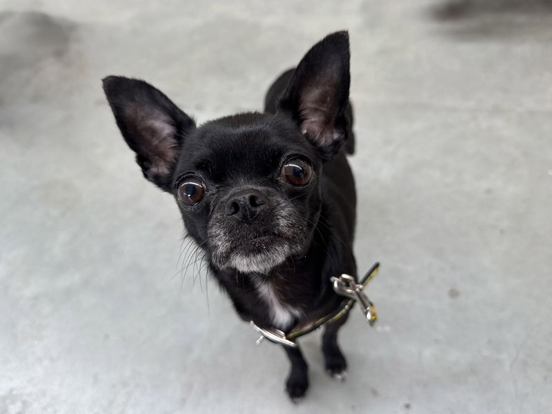Ebony | Chihuahua (Smooth Coat) | Basildon (Essex) - 1