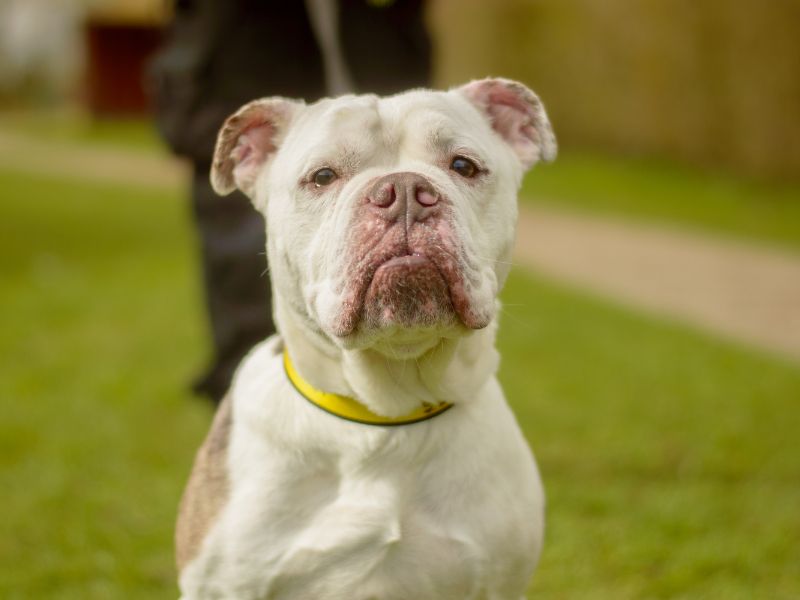 Smokey for sale in Kenilworth, Warks