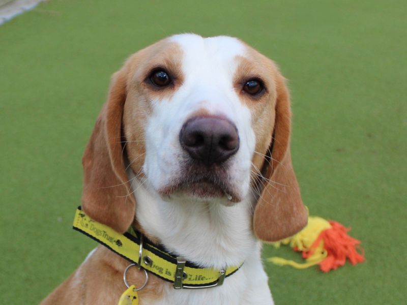 Rory for sale in Evesham, Worcestershire
