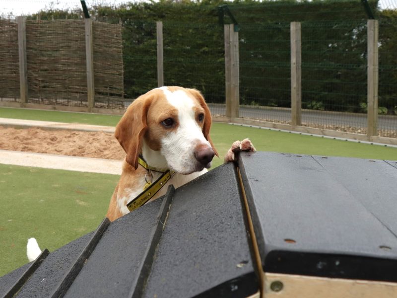 Rory for sale in Evesham, Worcestershire - Image 2