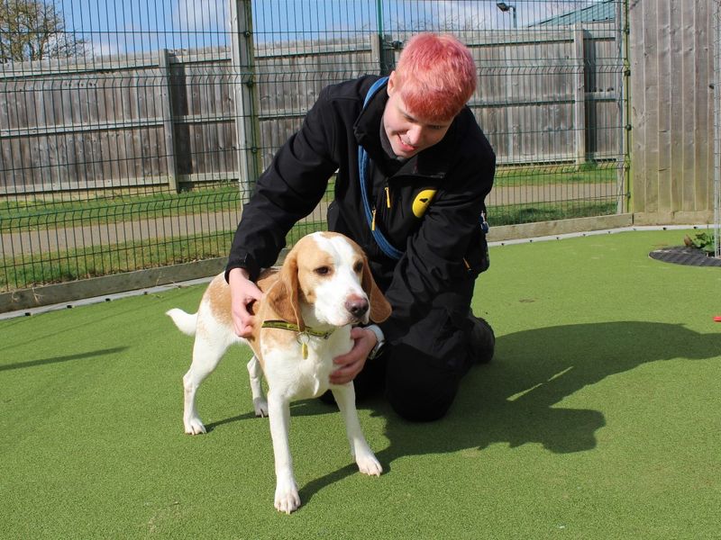 Rory for sale in Evesham, Worcestershire - Image 3