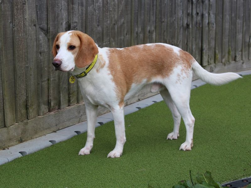 Rory for sale in Evesham, Worcestershire - Image 6