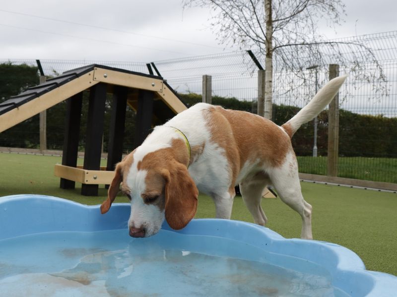 Rory for sale in Evesham, Worcestershire - Image 4