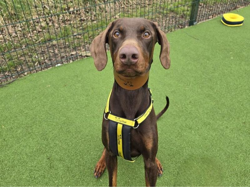 Hopper for sale in Telford, Shropshire