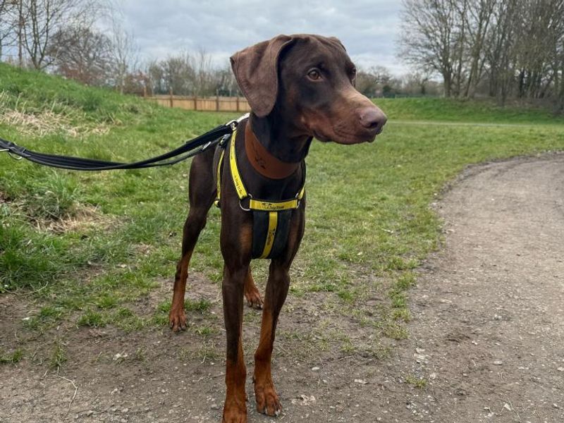 Hopper for sale in Telford, Shropshire | Image 2