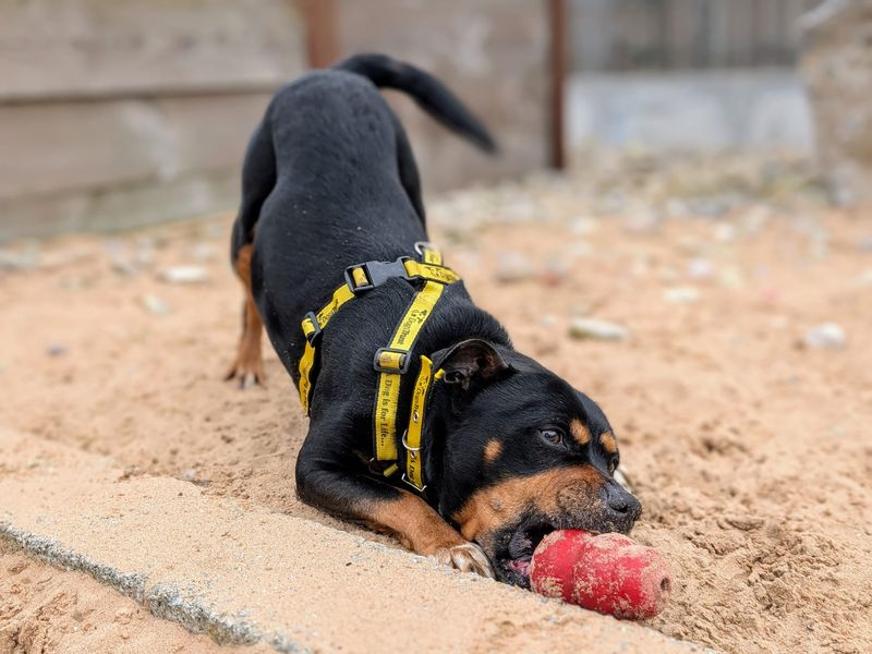 Staffordshire Bull Terrier for adoption in Cardiff / Caerdydd, South Glamorgan – 10 years old - Image 4 of 5