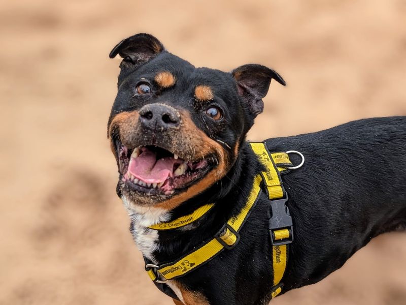 Staffordshire Bull Terrier for adoption in Cardiff / Caerdydd, South Glamorgan – 10 years old - Image 3 of 5