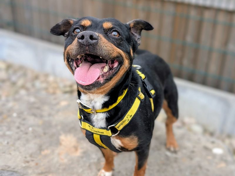 Staffordshire Bull Terrier for adoption in Cardiff / Caerdydd, South Glamorgan – 10 years old - Image 5 of 5