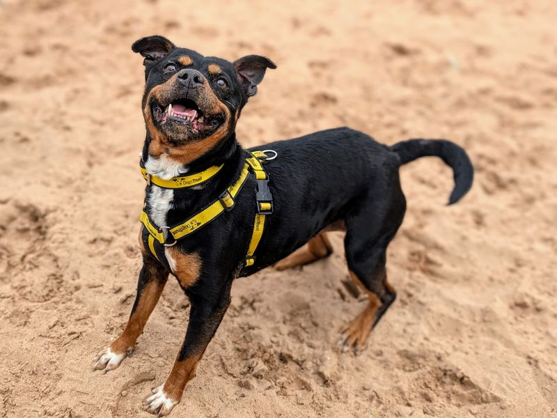 Staffordshire Bull Terrier for adoption in Cardiff / Caerdydd, South Glamorgan – 10 years old - Image 2 of 5