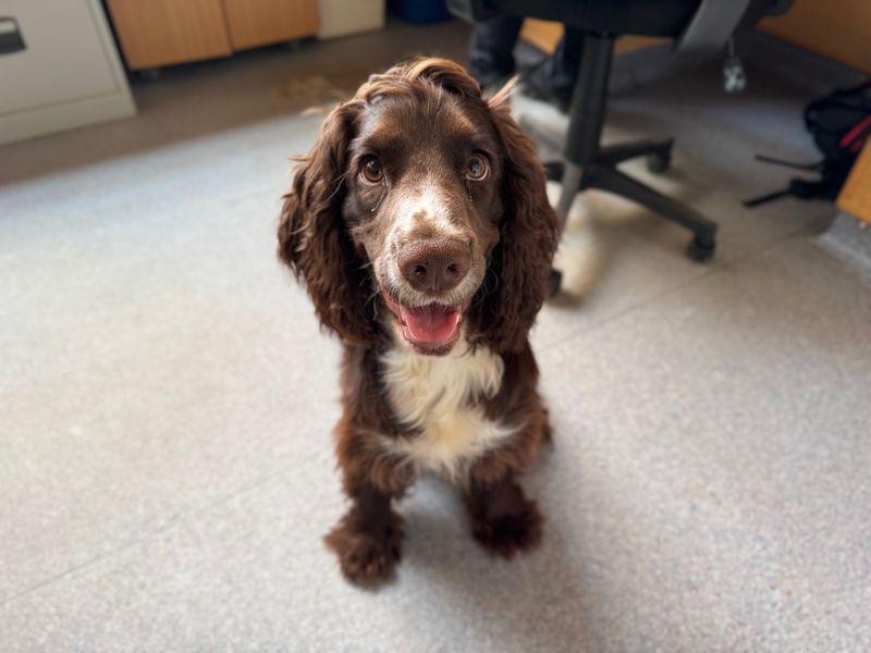 Hugo | Spaniel (Cocker) | Snetterton (Norfolk) - 1