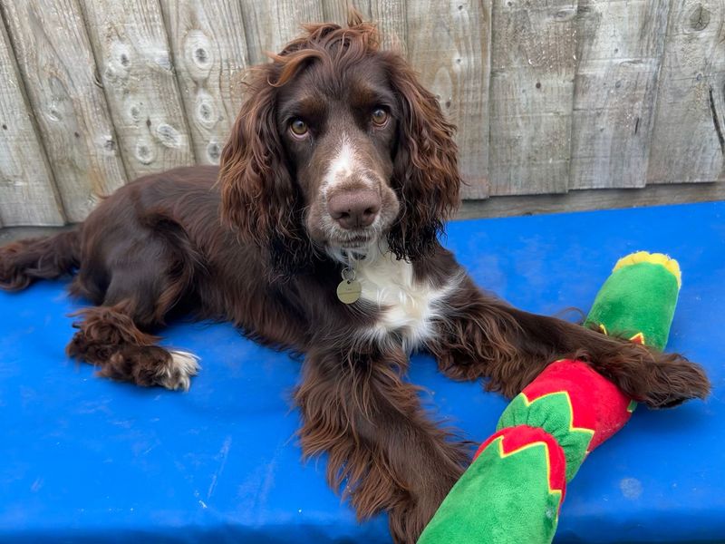 Cocker Spaniel for adoption in Snetterton, Norfolk – 11 months old - Image 2 of 2