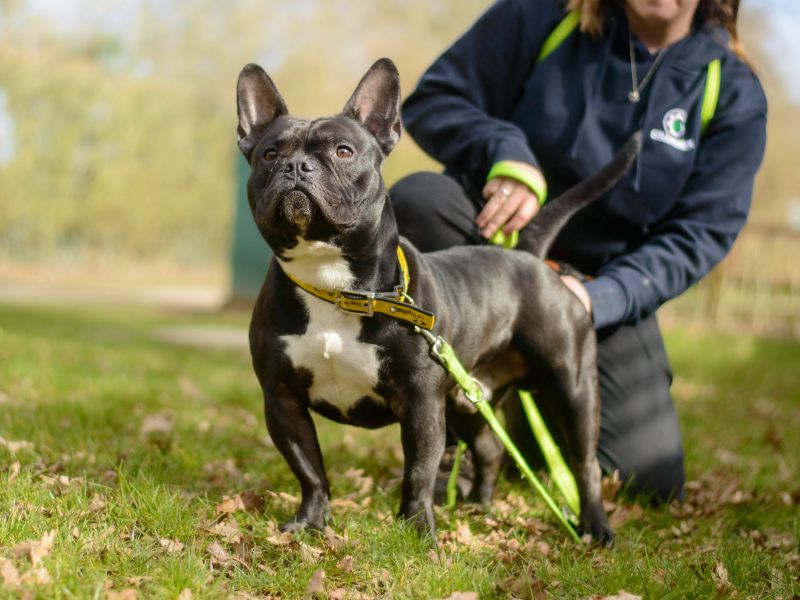 Staffordshire Bull Terrier for adoption in Kenilworth, Warks – 4 years old - Image 2 of 3