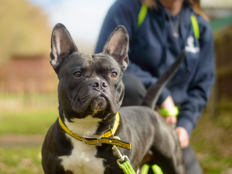 Staffordshire Bull Terrier for adoption in Kenilworth, Warks – 4 years old - Image 3 of 3