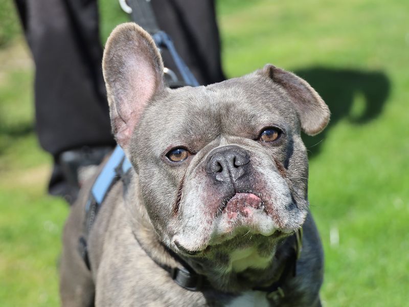 Ronnie | French Bulldog | Leeds - 1