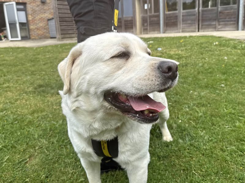 Alvin | Retriever (Labrador) | Basildon (Essex) - 1