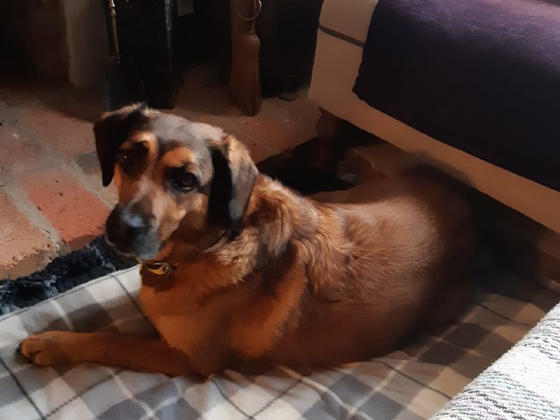 Cocker Spaniel for adoption in Wymeswold, Leicestershire – 6 years old - Image 3 of 3