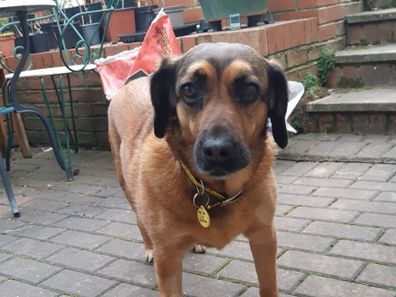 Cocker Spaniel for adoption in Wymeswold, Leicestershire – 6 years old - Image 2 of 3