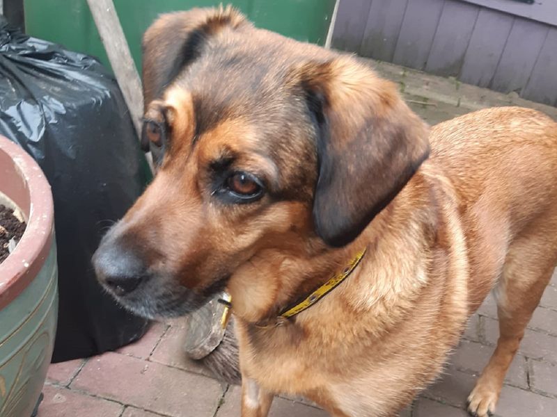 Ginny for sale in Wymeswold, Leicestershire