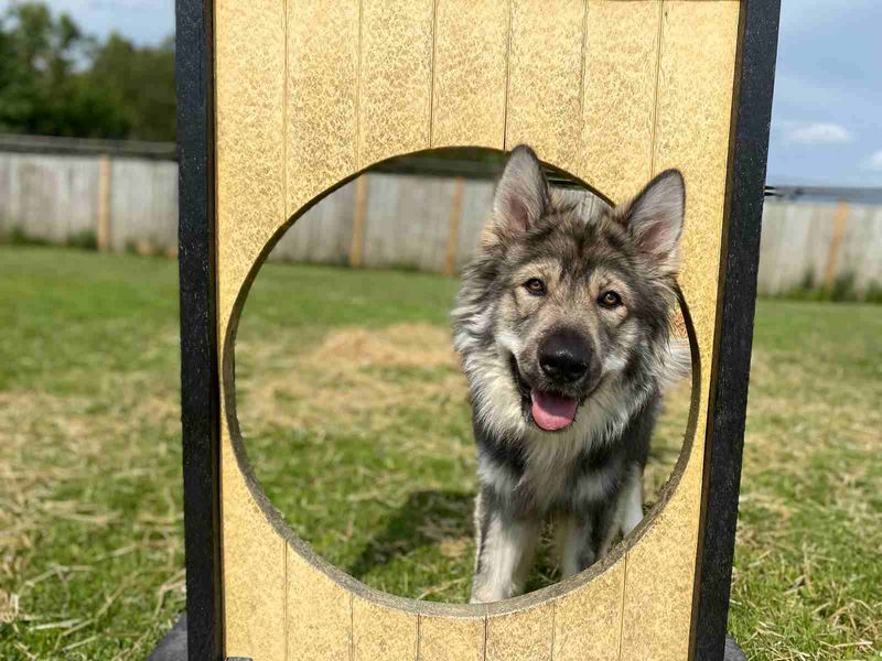 German Shepherd for adoption in West Calder, West Lothian – 2 years old