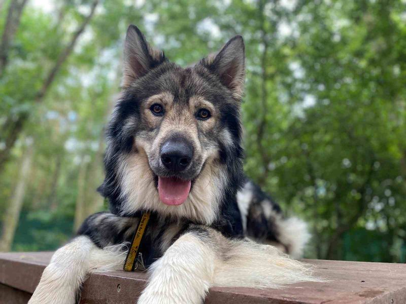 Cain, a 4 years old male German Shepherd available for adoption from Dogs Trust in West Calder, Scotland