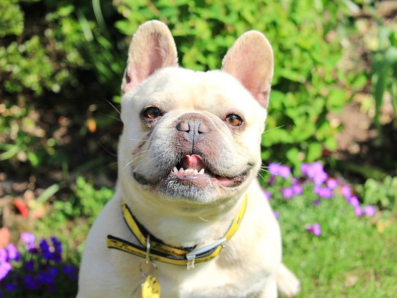 Marcel for sale in Evesham, Worcestershire