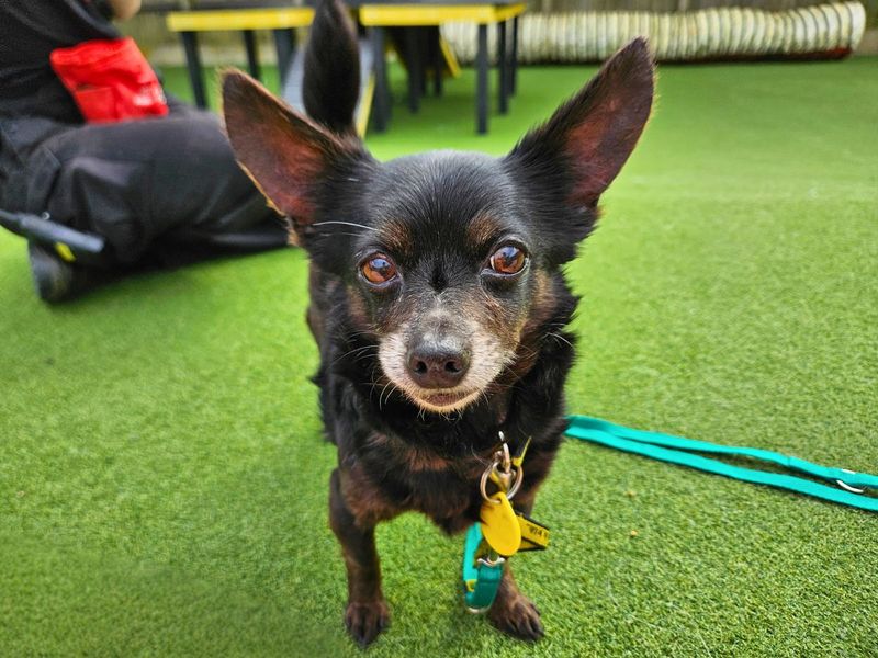 Chihuahua for adoption in Newton Tony, Wiltshire – 10 years old - Image 2 of 2