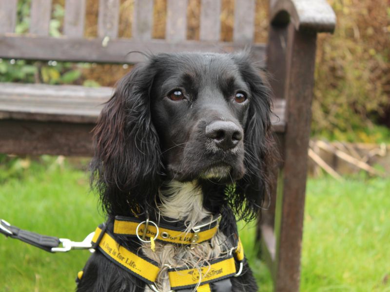 Digby for sale in Newbury, Berks