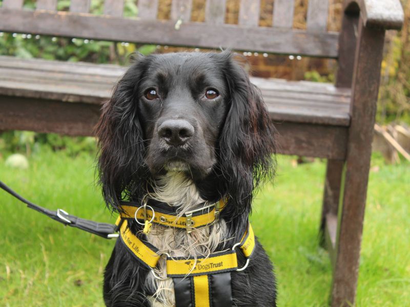 Digby for sale in Newbury, Berks | Image 2
