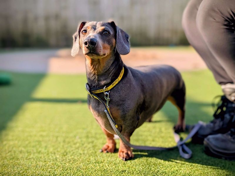 Sebastian for sale in Cardiff, Glamorgan | Image 4