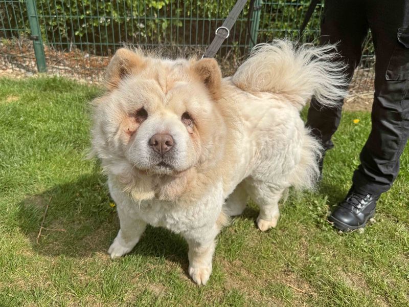Blondie | Chow Chow | Basildon (Essex) - 1