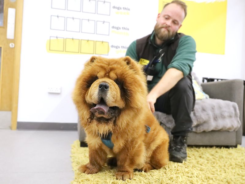 Leo | Chow Chow | Shoreham (Sussex) - 1