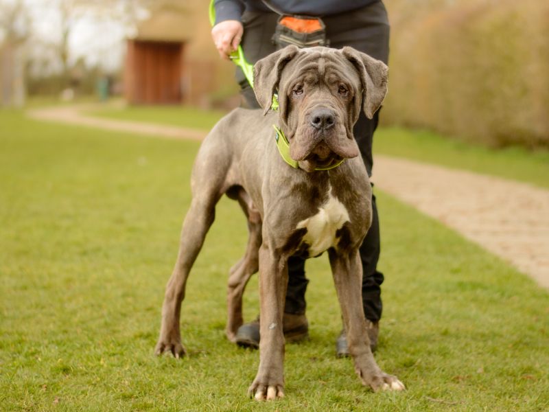 Titan for sale in Kenilworth, Warks - Image 2