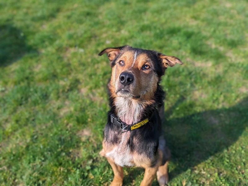 Maui | Huntaway (New Zealand Hunting Dog) | Bridgend (Wales) - 1