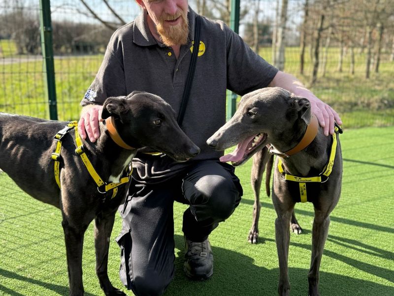 Greyhound for adoption in Telford, Shropshire – 4 years old - Image 2 of 3