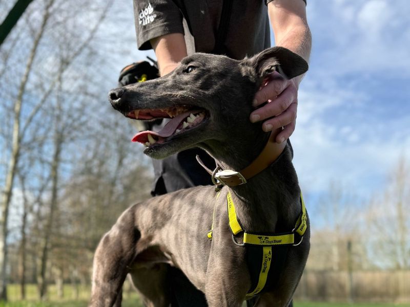Greyhound for adoption in Telford, Shropshire – 4 years old - Image 3 of 3