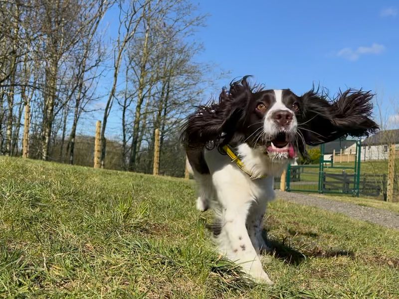 Dotty for sale in Ballymena, Co Antrim | Image 2