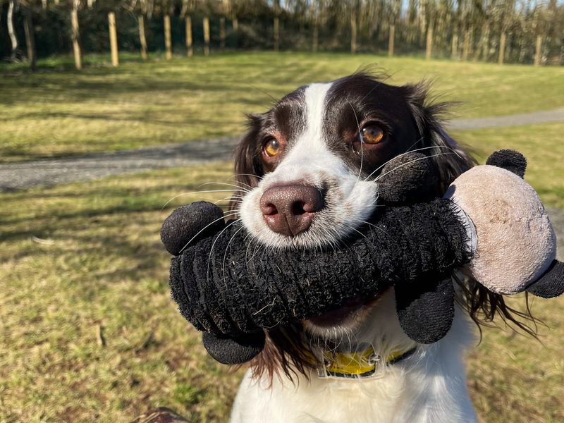 Dotty for sale in Ballymena, Co Antrim