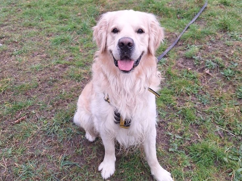 Buddy Golden Retriever For Adoption In Telford Shropshire Golden Buddy Golden Retriever For Adoption In Telford Shropshire Golden