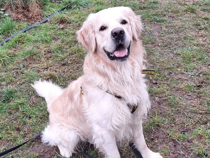 Buddy for sale in Telford, Shropshire